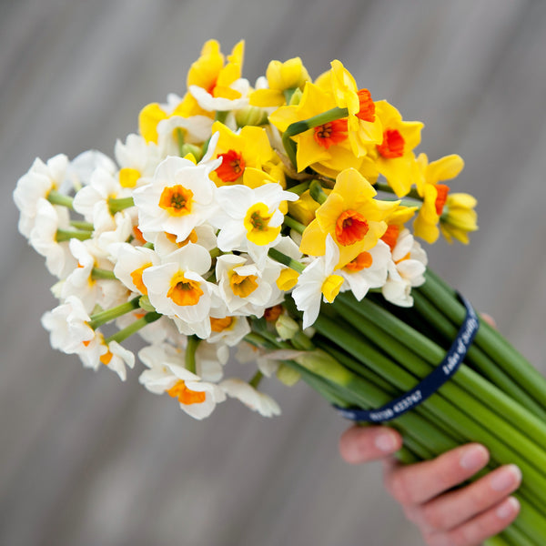 Bouquet of mixed Scented Narcissi, tied with navy blue branded ribbon (5051798618251)