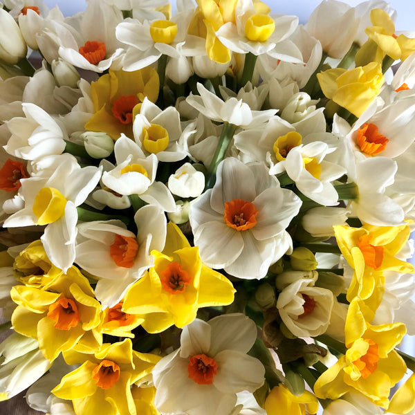 A display of mixed scented narcissi looking at the heads from above (5051798618251)